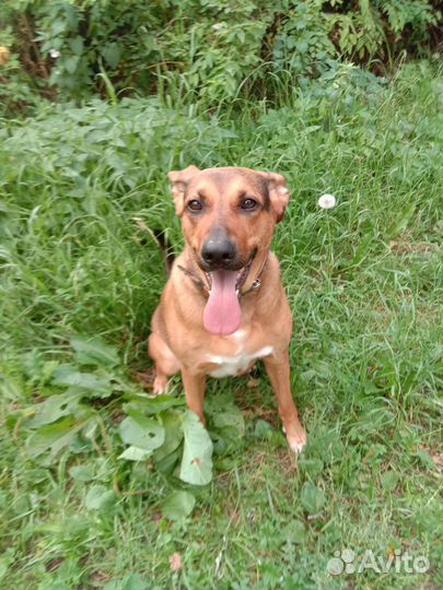 Кэрри в добрые руки