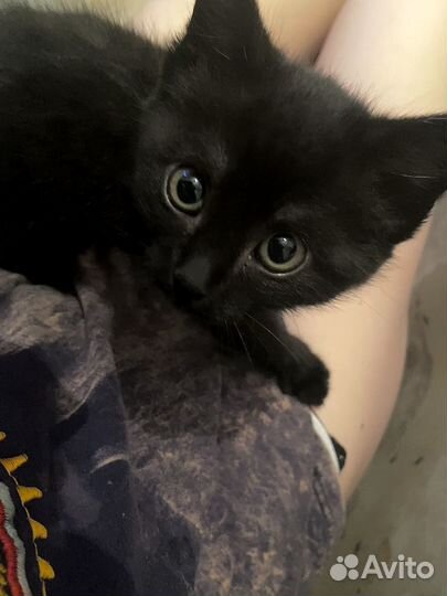 Котенок бесплатно