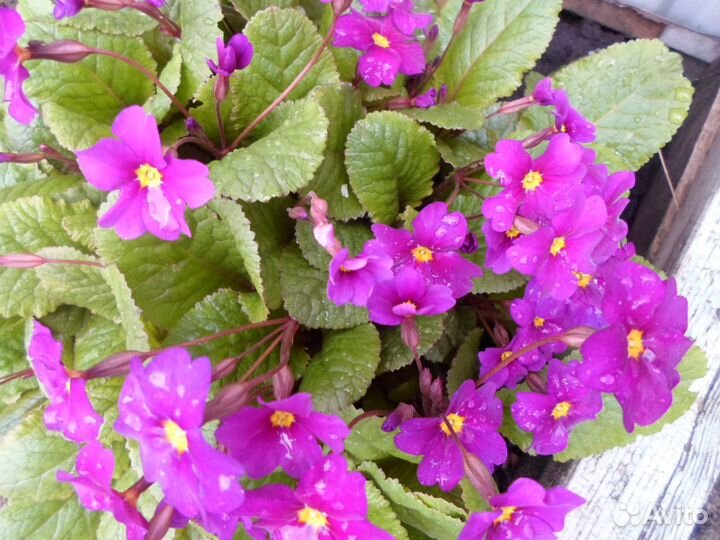 Многолетники и рассада