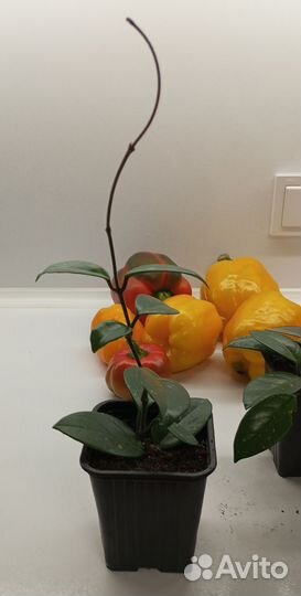 Хойя карноза