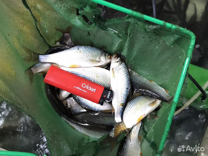 Живец чебак