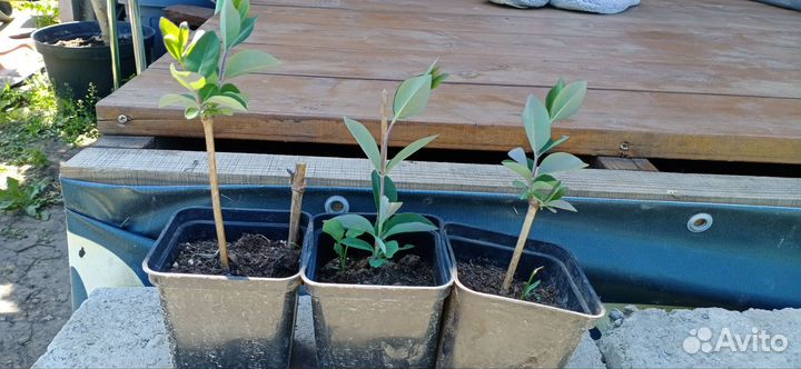 Жимолость серотина