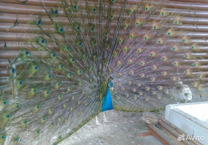 Птичий дворик