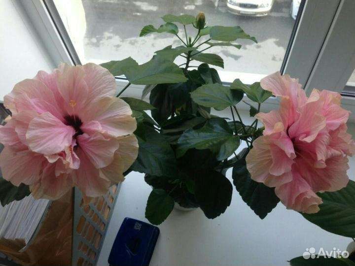 Гибискусы Голландские