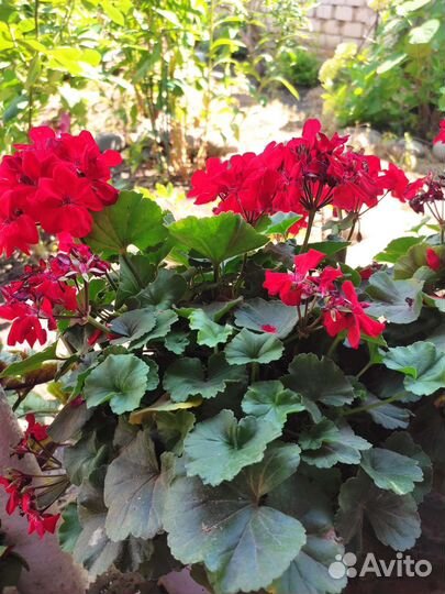 Пеларгония герань, комнатные растения