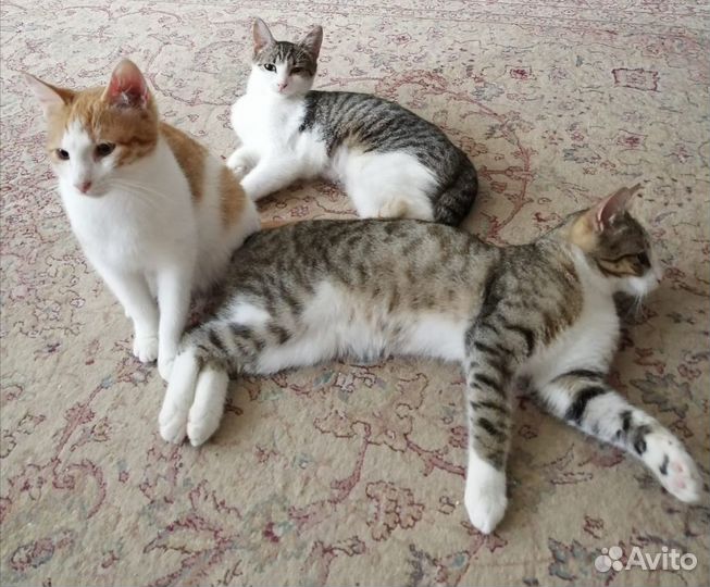 Мила ищет дом