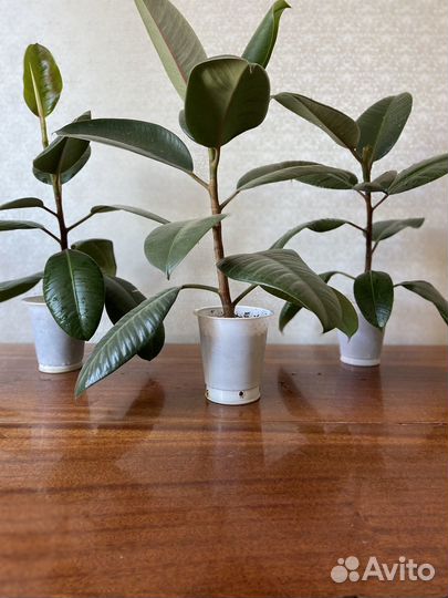 Фикус каучуконосный