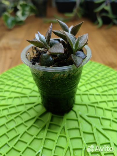 Суккуленты 2