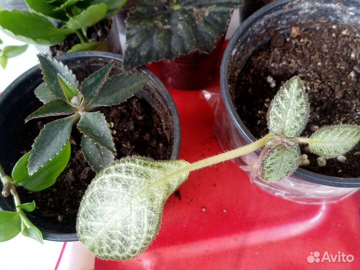 Лот из 10 цветов.Цена за всё