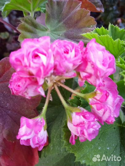 Пеларгония (герань) розебудная