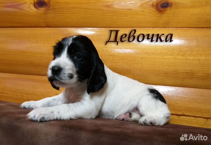 Продам щенков Русского спаниеля