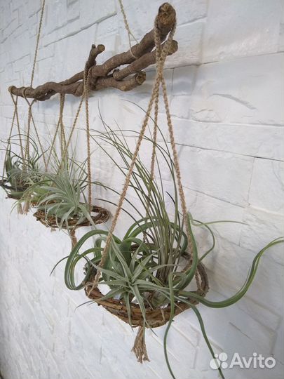 Подставки для Тилландсий (подвесные) handmade