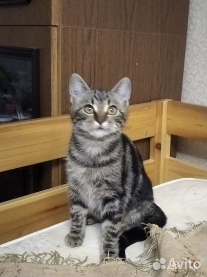 Котенок Кошечка Ореанда