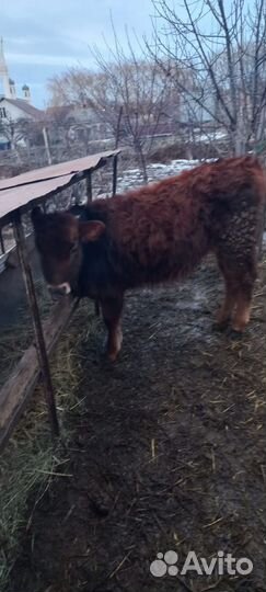 Коровы телки