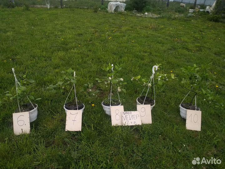 Комнатные цитрусы.Саженцы,Санкт-Петербург