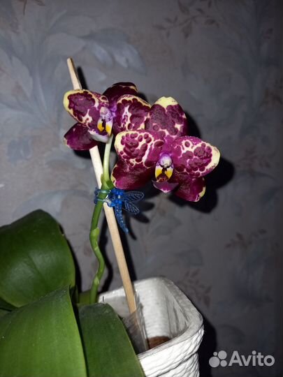 Орхидея Yaphon Black Rose 1824