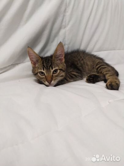 Котик в добрые руки