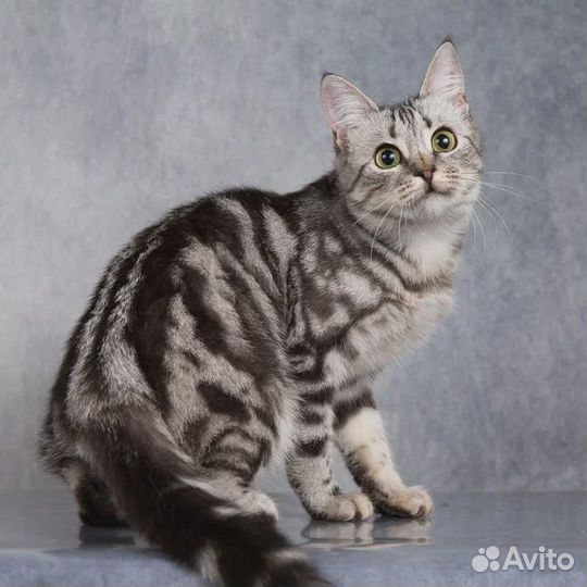 Кошечка в добрые руки