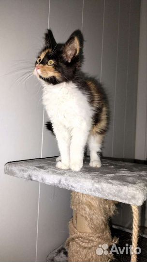 Котенок девочка 3,5 месяца трехцветная пушистая