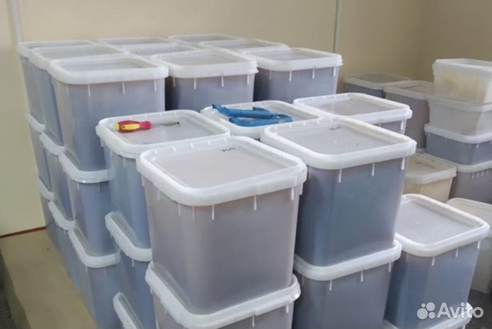 Мёд натуральный алтайский оптом от 16кг