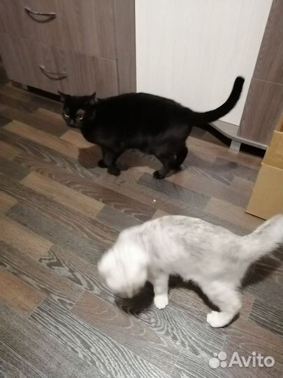 Шотландский котик