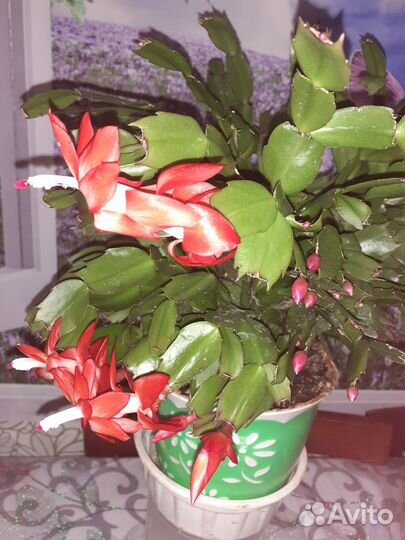 Декабрист шлюмбергера сортовые