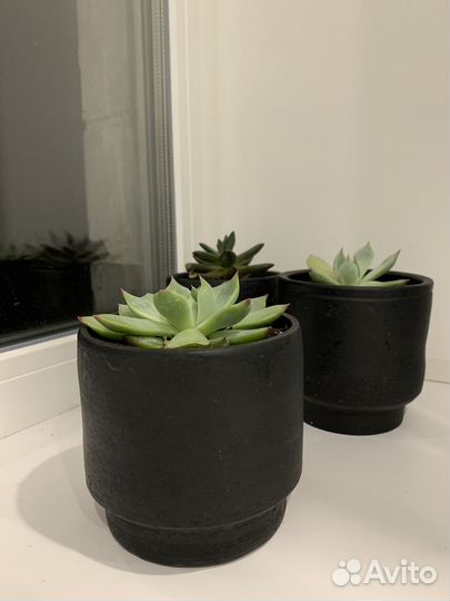 Комнатные цветы шефлера