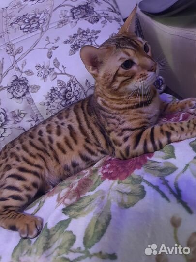 Вязка Бенгальский кот