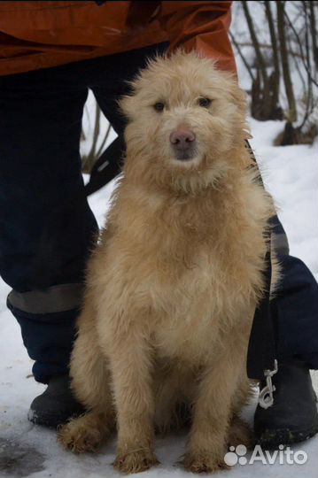 Бобтейл Шпинат ищет семью