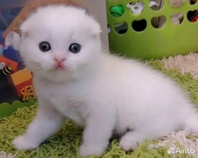 Вислоухое чудо