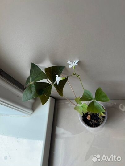 Кислица оксалис