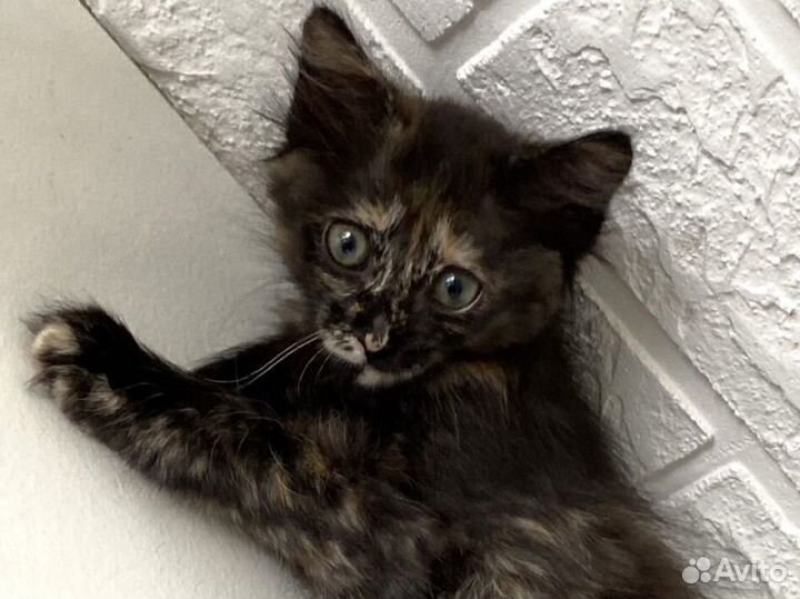 Котенок с особенным хвостиком