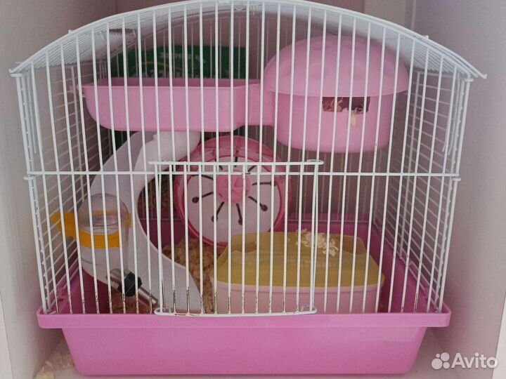 Джунгарский хомяк