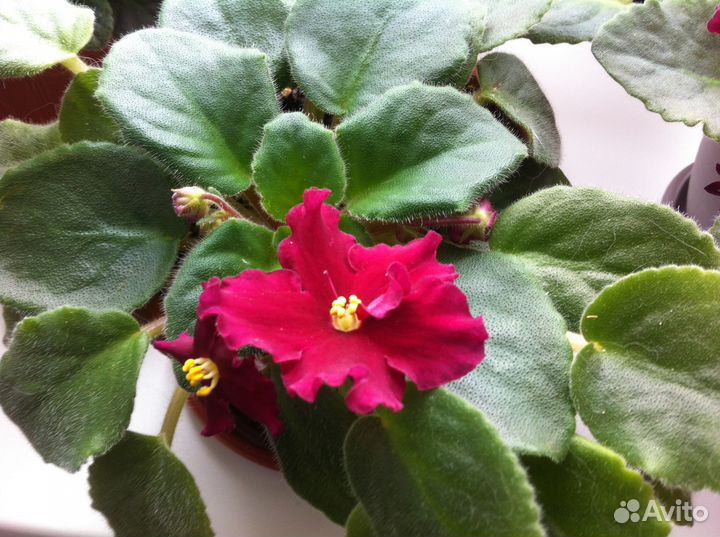 Комнатные цветы фиалки