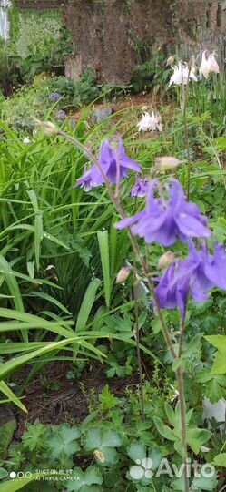 Голубой Ирис и другие цветы