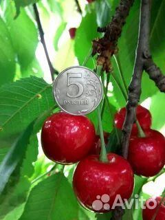 Черешня белая, красная,бордовая