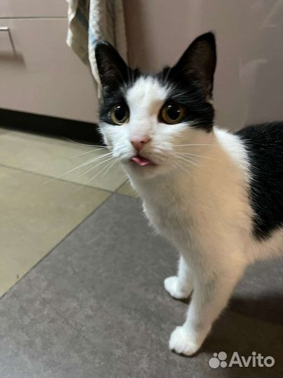 Кошка Марфа ищет добрые руки