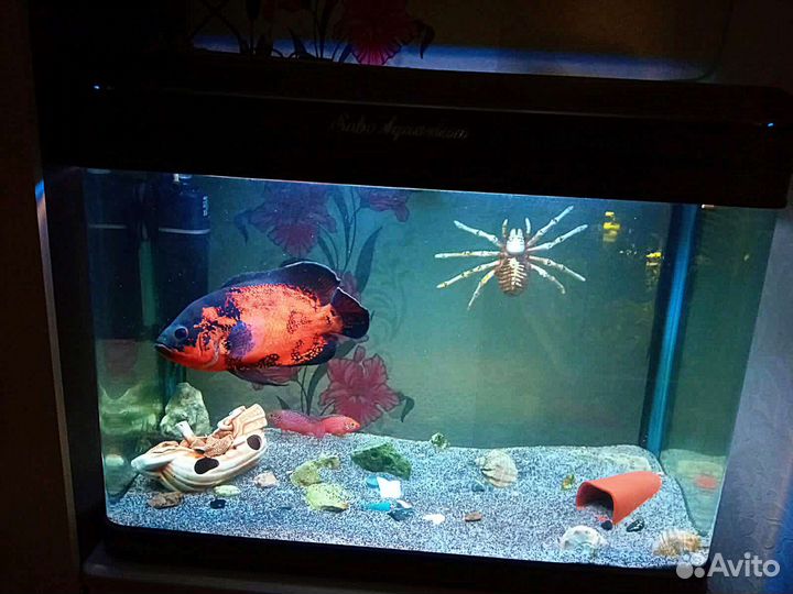 Аквариумы готовые запущенные