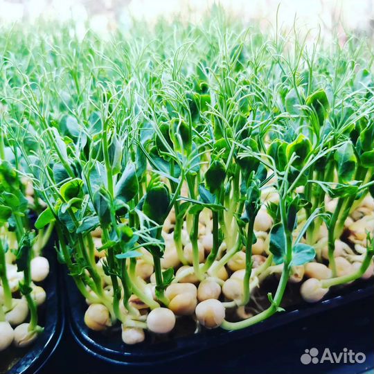 Микрозелень от Green Vitamin