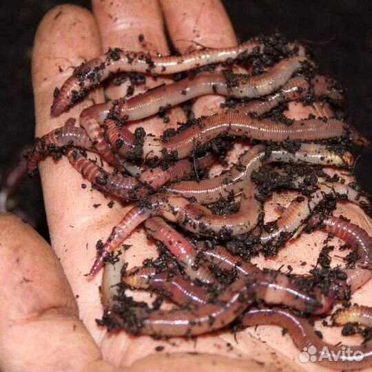 Черви для рыбалки