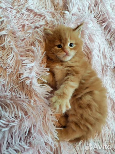 Котята мейн-кун