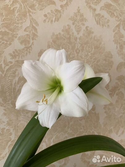 Гиппеаструм