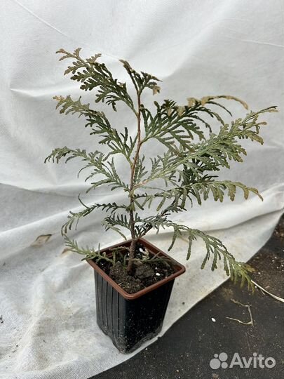 Туя западная Брабант