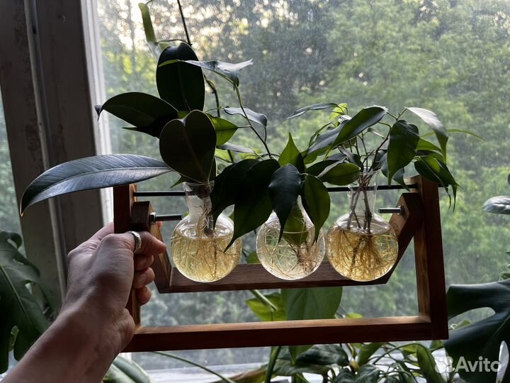 Укоренённые растения