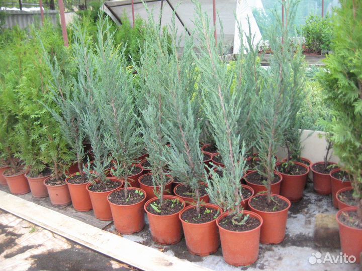 Можжевельники в ассортименте