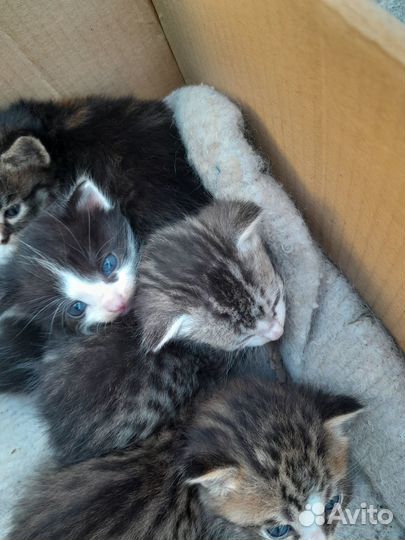 Отдам в добрые руки ктят