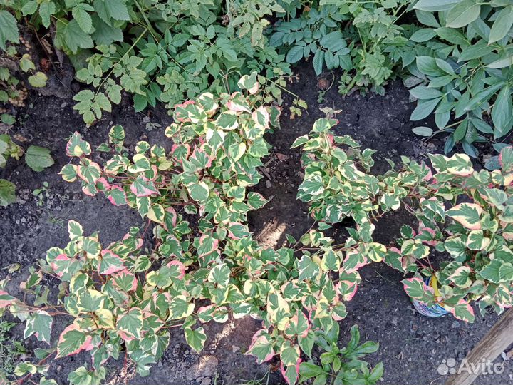 Хауттюйния сердцевидная хамелеон