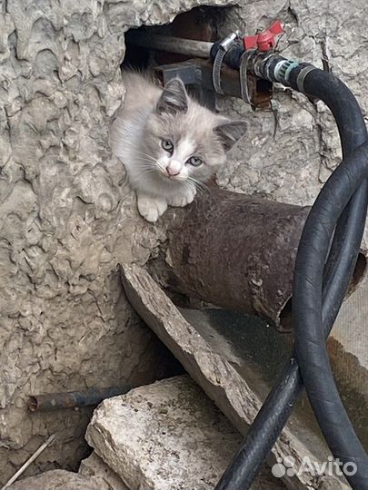 Кошка в дар