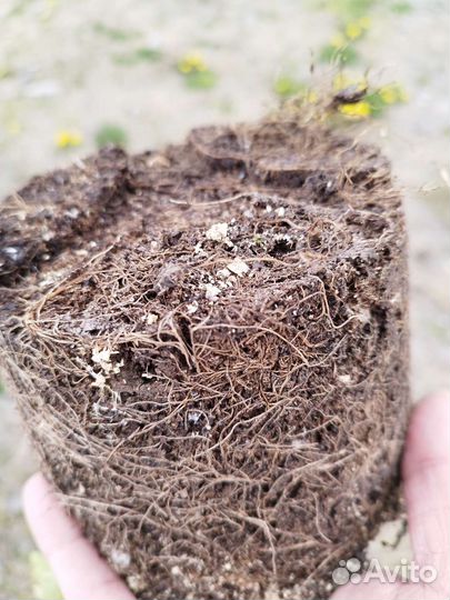 Жимолость Блю Стар, Блю Вельвет,Земл. сенс.2 года