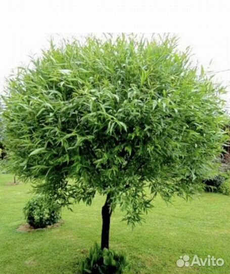 Ива шаровидная